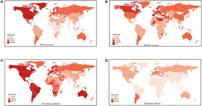 Trends and risk factors of global incidence, mortality, and disability of genitourinary cancers from 1990 to 2019: Systematic analysis for the Global Burden of Disease Study 2019